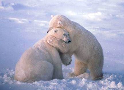http://images.free-extras.com/pics/h/hugging_polar_bears-1449.jpg